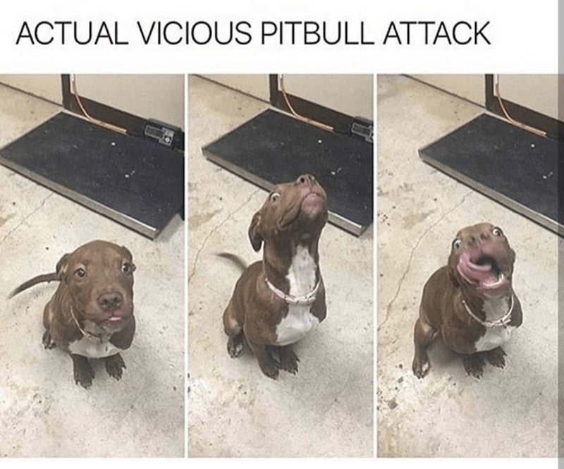30 Excellent Dog Memes To Make Your Day Better