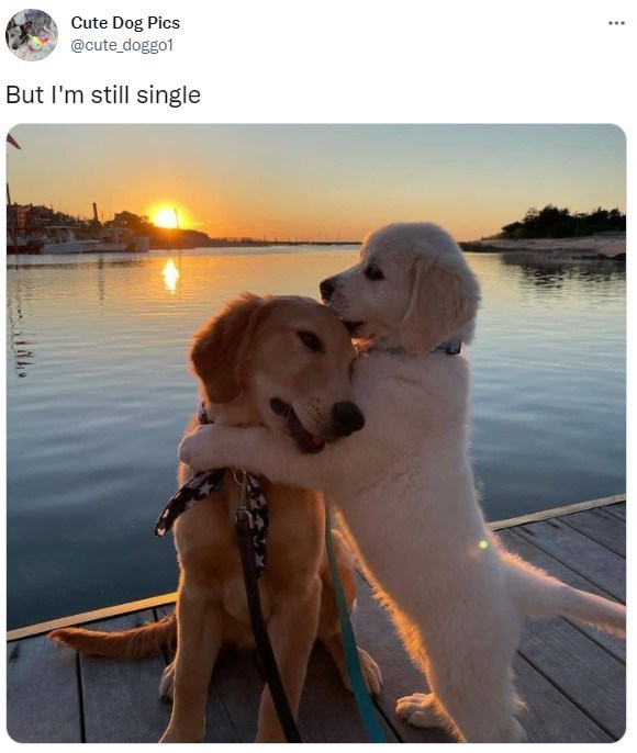30 Excellent Dog Memes To Make Your Day Better