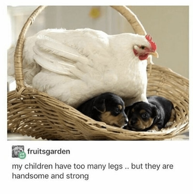 30 Excellent Dog Memes To Make Your Day Better