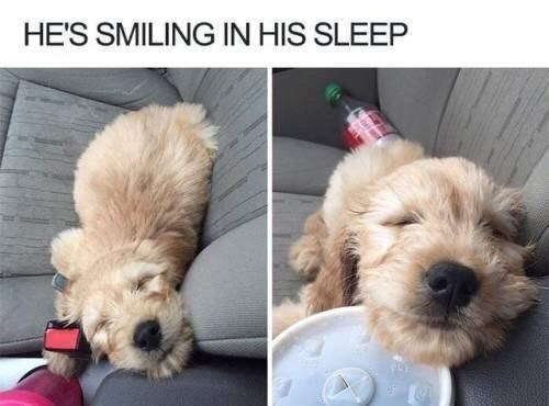 30 Excellent Dog Memes To Make Your Day Better