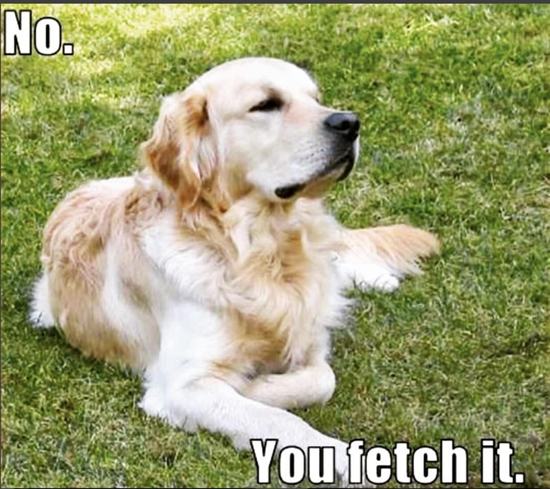 30 Excellent Dog Memes To Make Your Day Better