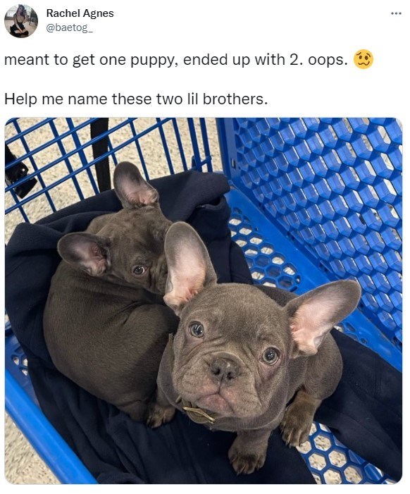 30 Excellent Dog Memes To Make Your Day Better