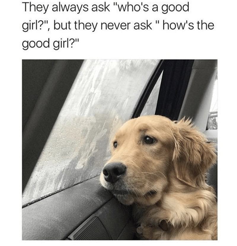 30 Excellent Dog Memes To Make Your Day Better