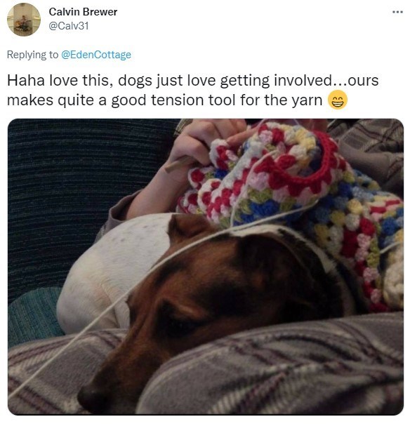 30 Excellent Dog Memes To Make Your Day Better