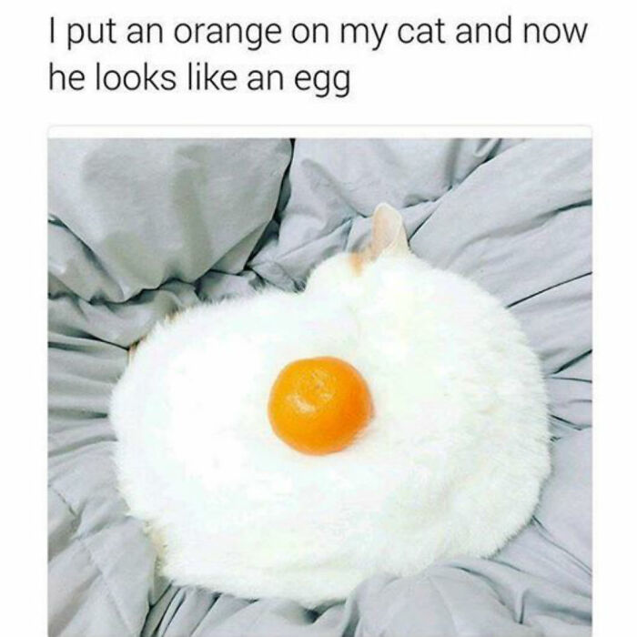 30 Adorable Cat Memes For You To Enjoy 