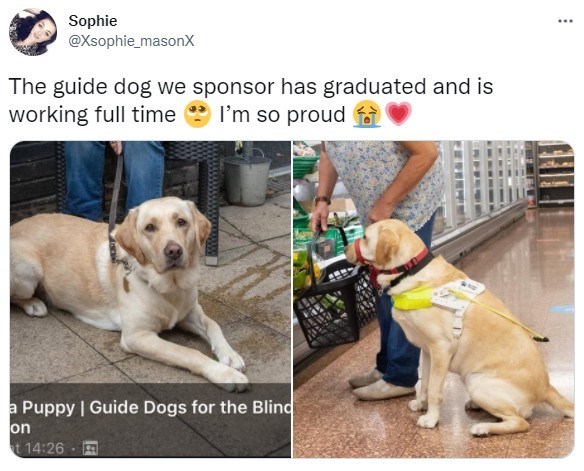 30 Excellent Dog Memes To Make Your Day Better