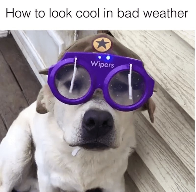 30 Excellent Dog Memes To Make Your Day Better