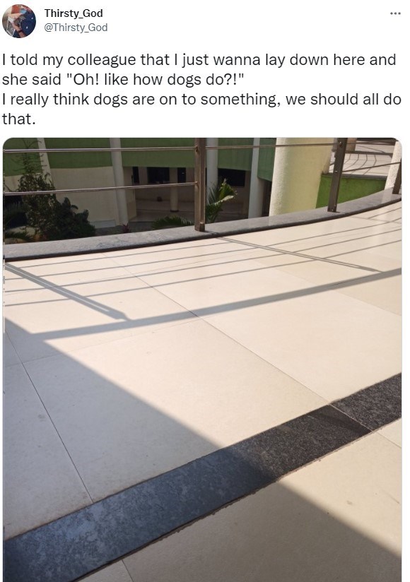 30 Excellent Dog Memes To Make Your Day Better
