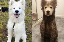 31 Heartwarming Before And After Images That Are So Wholesome !