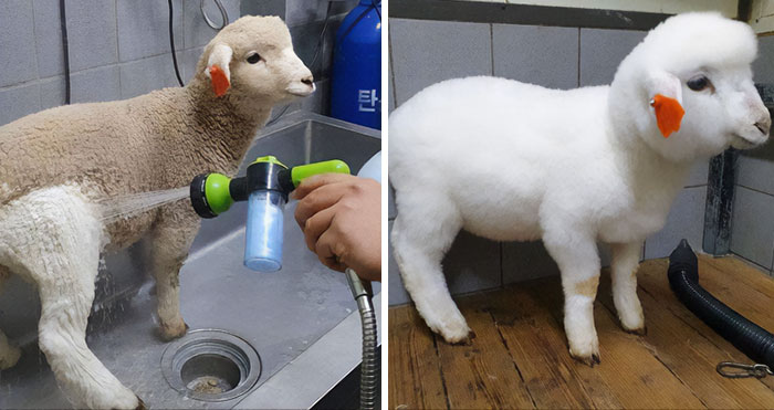 31 Heartwarming Before And After Images That Are So Wholesome !