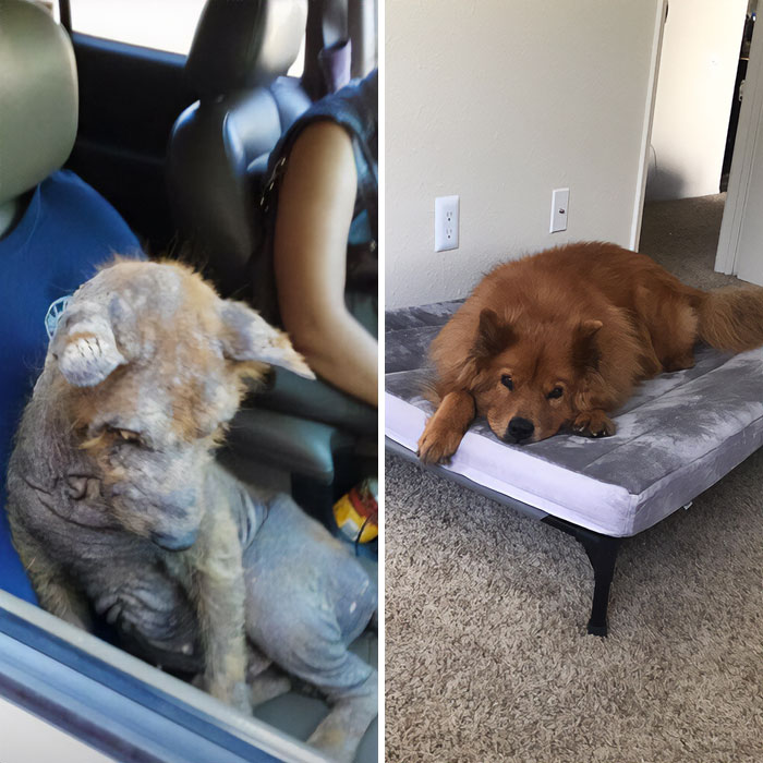 31 Heartwarming Before And After Images That Are So Wholesome !