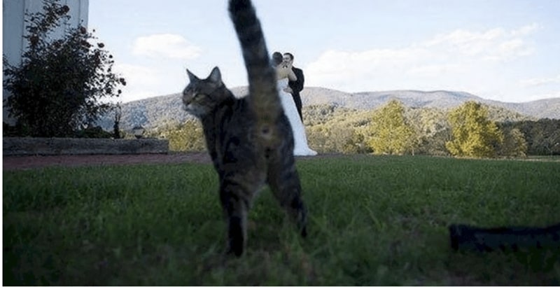 31 Epic Wedding Day Fails That Are Almost Sad To See