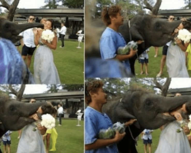 31 Epic Wedding Day Fails That Are Almost Sad To See