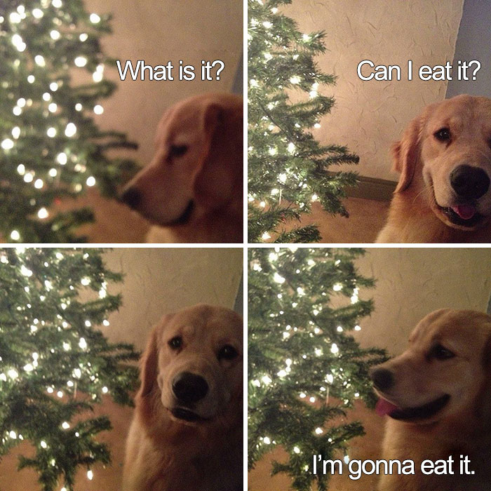 30 Festive Christmas Memes To End Off Your Year