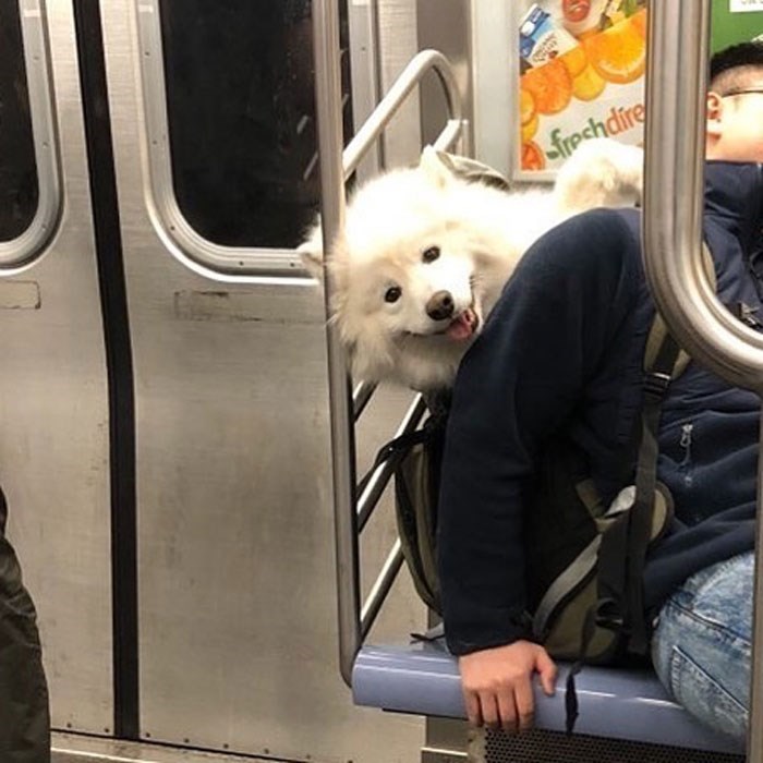 30 Unbelievably Cute Dogs Living Their Best Lives In Bags