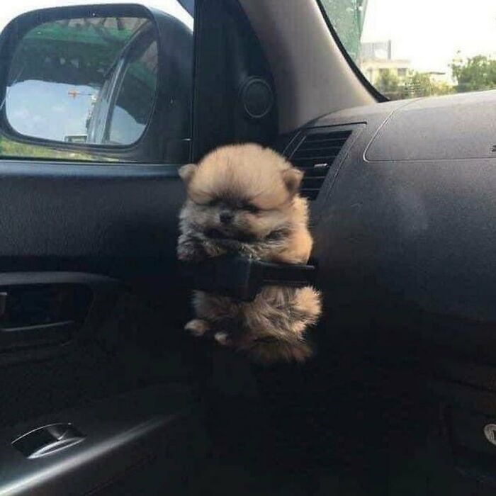 30 Unbelievably Cute Dogs Living Their Best Lives In Bags
