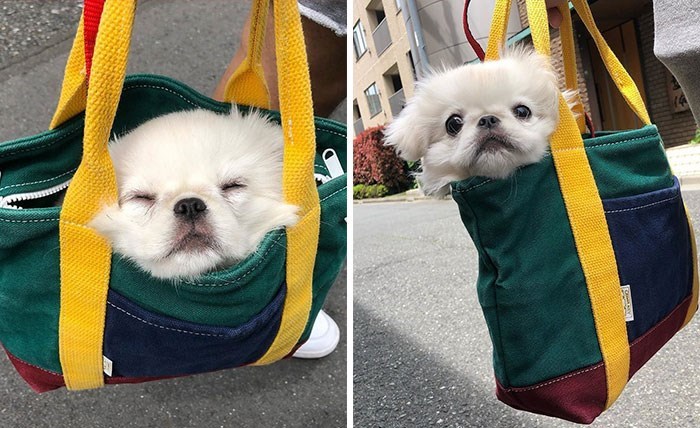 30 Unbelievably Cute Dogs Living Their Best Lives In Bags