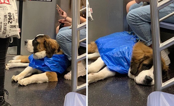 30 Unbelievably Cute Dogs Living Their Best Lives In Bags