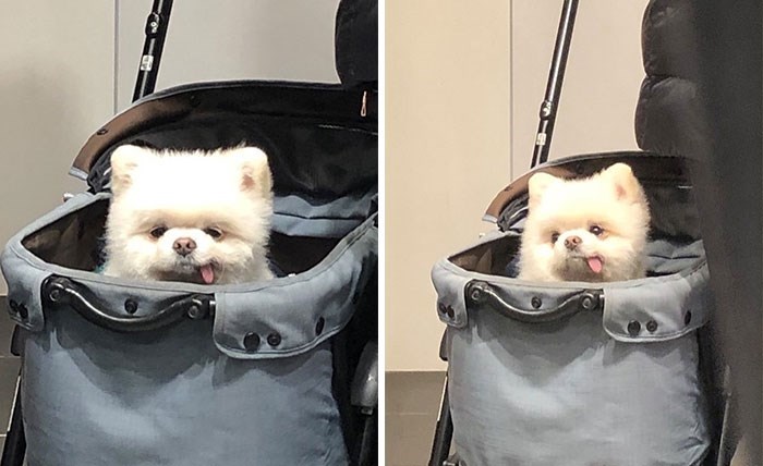 30 Unbelievably Cute Dogs Living Their Best Lives In Bags