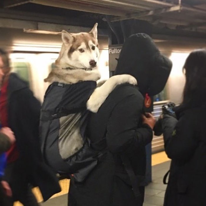 30 Unbelievably Cute Dogs Living Their Best Lives In Bags