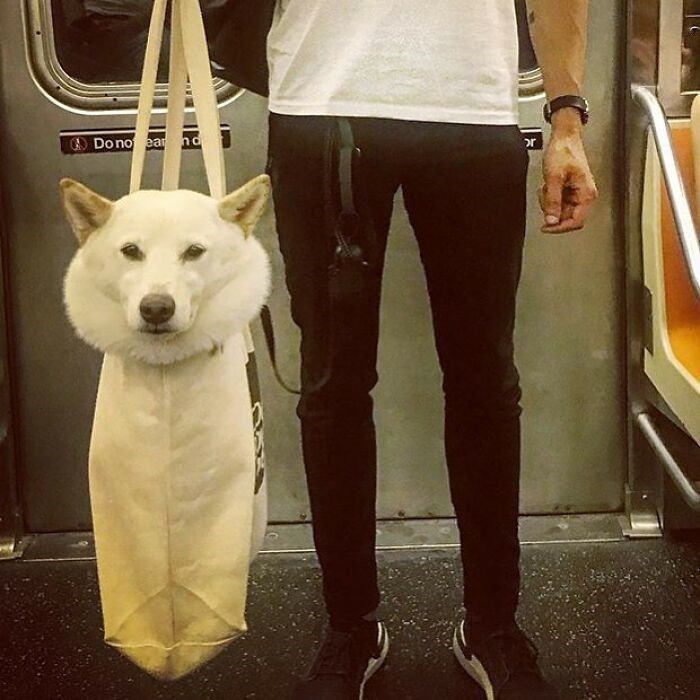 30 Unbelievably Cute Dogs Living Their Best Lives In Bags