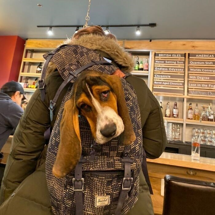 30 Unbelievably Cute Dogs Living Their Best Lives In Bags