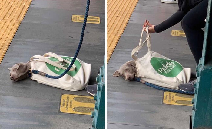 30 Unbelievably Cute Dogs Living Their Best Lives In Bags