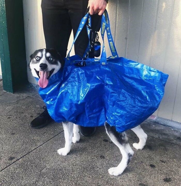 30 Unbelievably Cute Dogs Living Their Best Lives In Bags