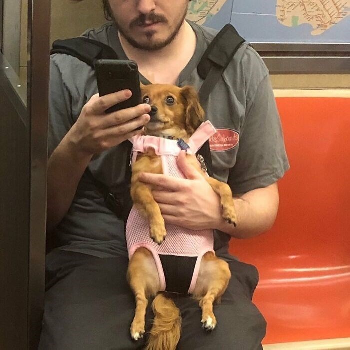 30 Unbelievably Cute Dogs Living Their Best Lives In Bags