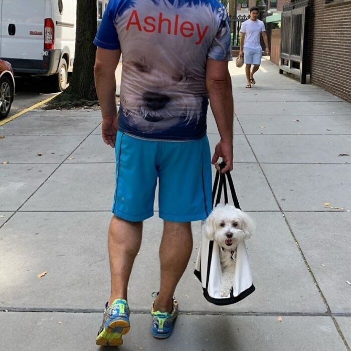 30 Unbelievably Cute Dogs Living Their Best Lives In Bags