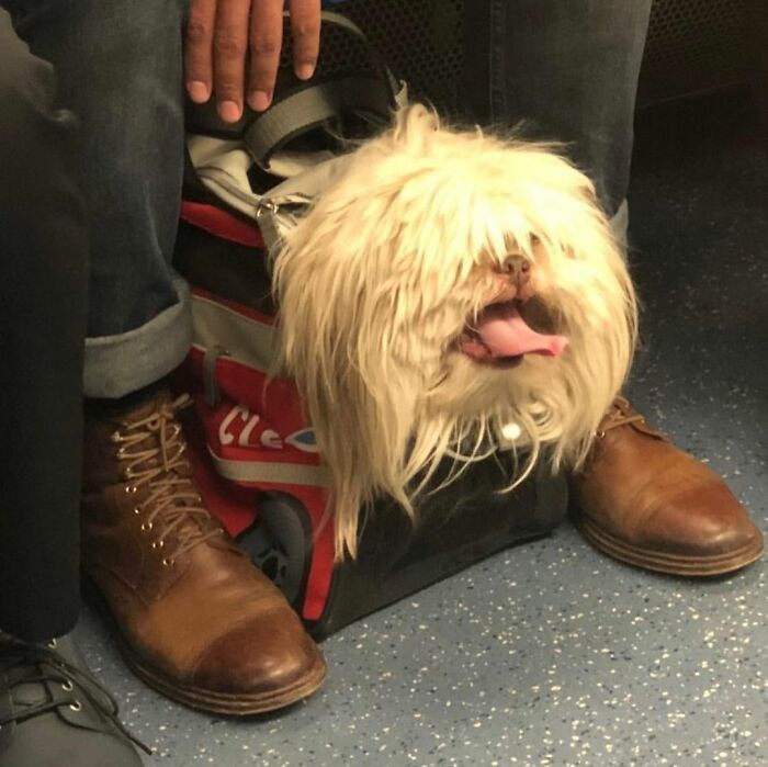 30 Unbelievably Cute Dogs Living Their Best Lives In Bags