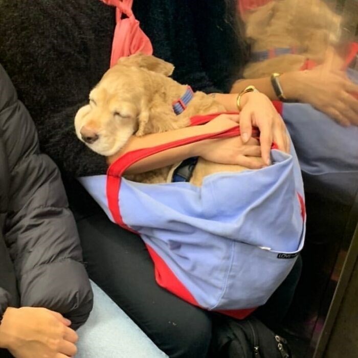 30 Unbelievably Cute Dogs Living Their Best Lives In Bags