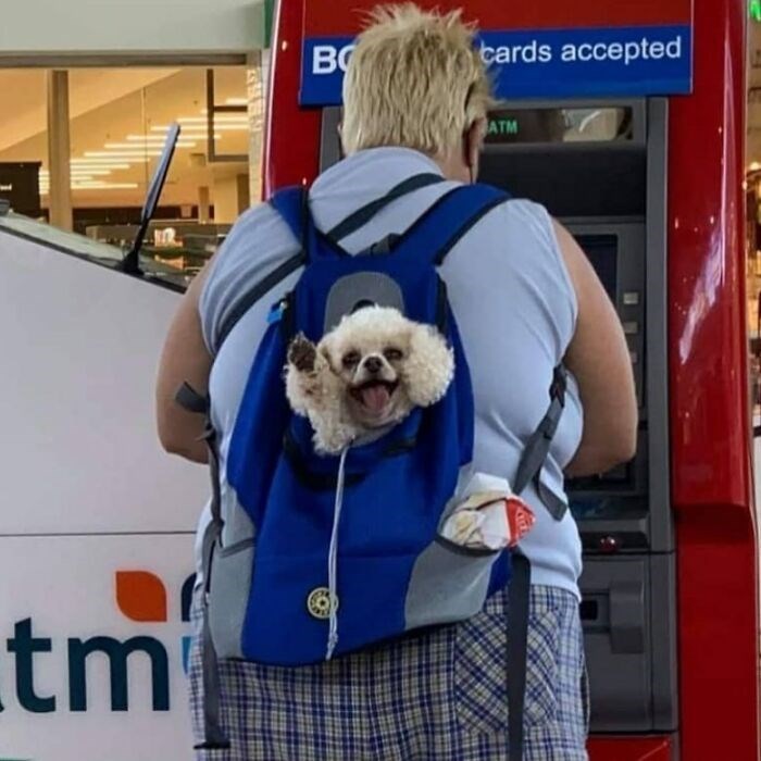 30 Unbelievably Cute Dogs Living Their Best Lives In Bags