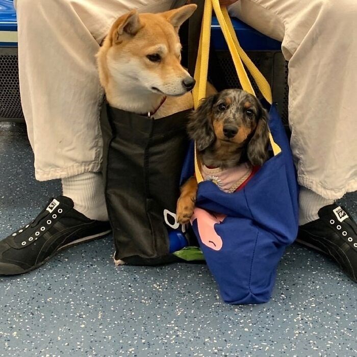 30 Unbelievably Cute Dogs Living Their Best Lives In Bags