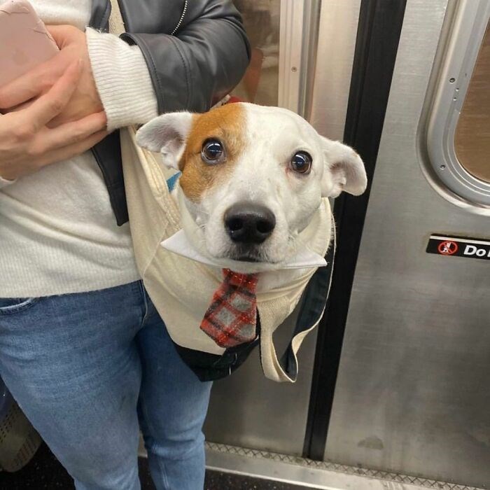 30 Unbelievably Cute Dogs Living Their Best Lives In Bags 