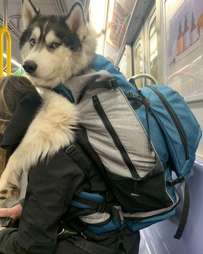 30 Unbelievably Cute Dogs Living Their Best Lives In Bags