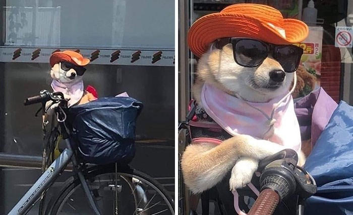 30 Unbelievably Cute Dogs Living Their Best Lives In Bags