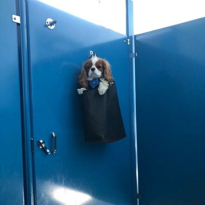 30 Unbelievably Cute Dogs Living Their Best Lives In Bags