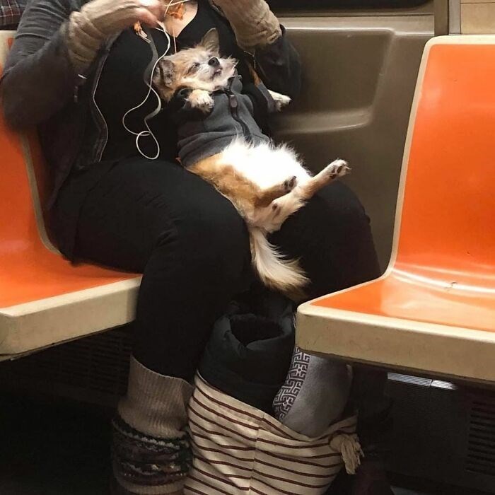 30 Unbelievably Cute Dogs Living Their Best Lives In Bags