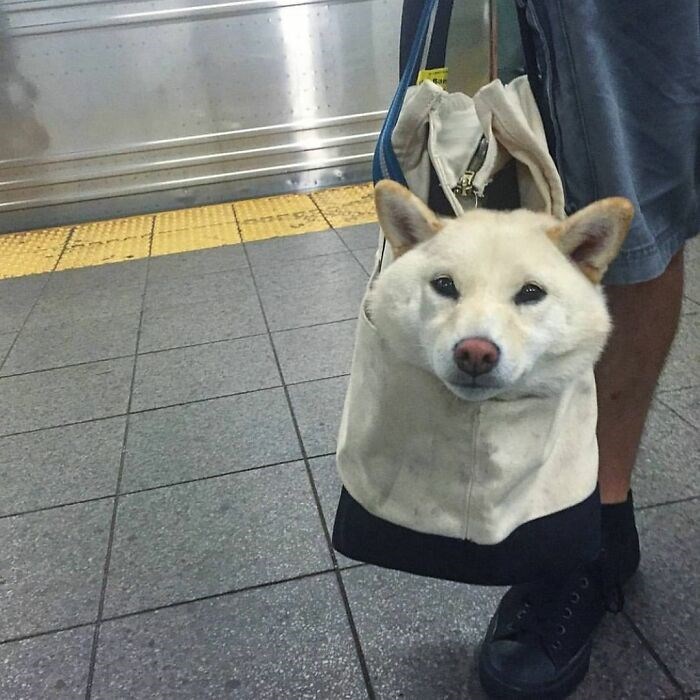 30 Unbelievably Cute Dogs Living Their Best Lives In Bags