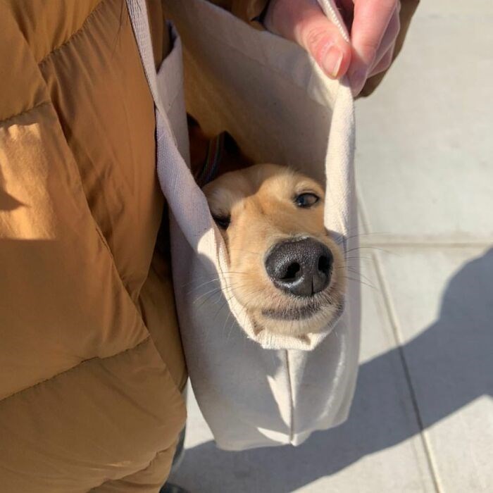 30 Unbelievably Cute Dogs Living Their Best Lives In Bags