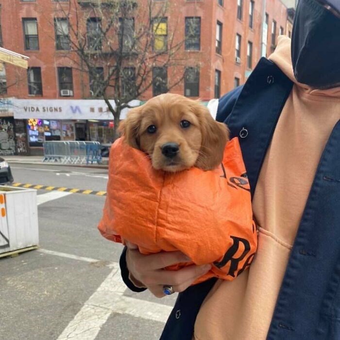 30 Unbelievably Cute Dogs Living Their Best Lives In Bags