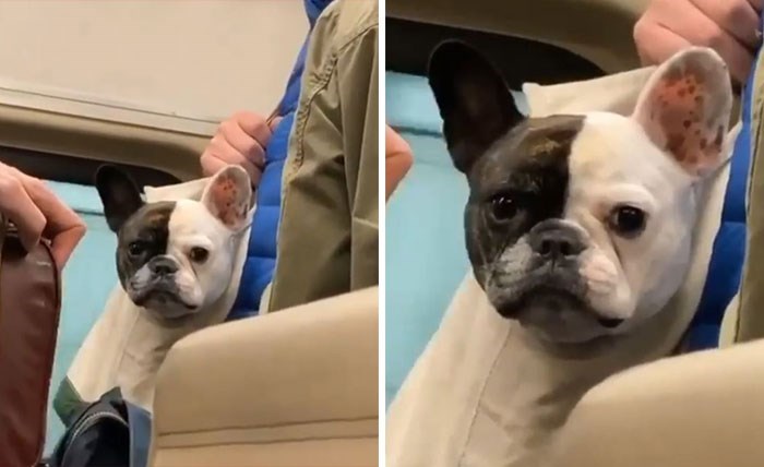 30 Unbelievably Cute Dogs Living Their Best Lives In Bags