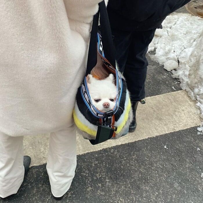 30 Unbelievably Cute Dogs Living Their Best Lives In Bags
