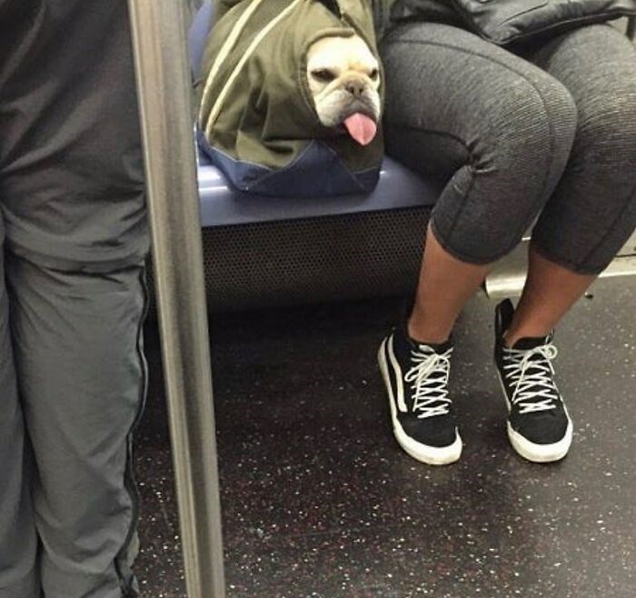 30 Unbelievably Cute Dogs Living Their Best Lives In Bags