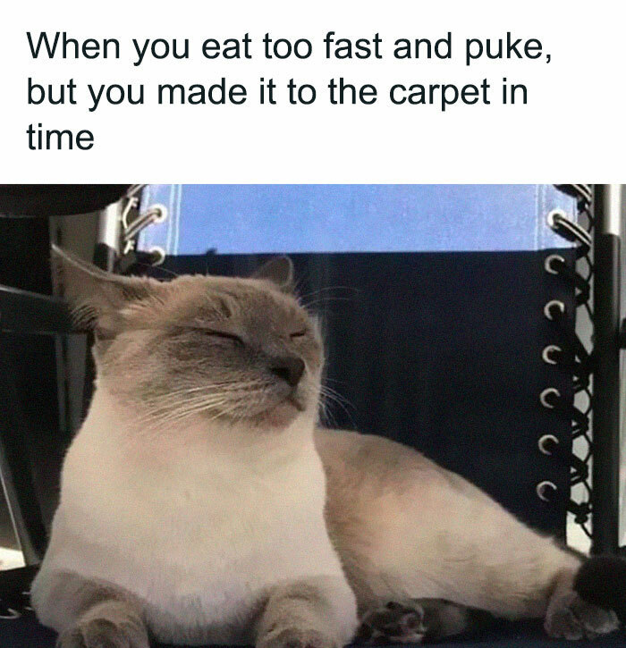 30 Awesome Cat Memes To Look At 