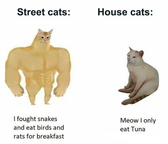 30 Awesome Cat Memes To Look At 