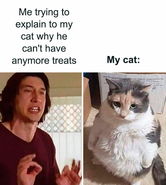 30 Awesome Cat Memes To Look At 