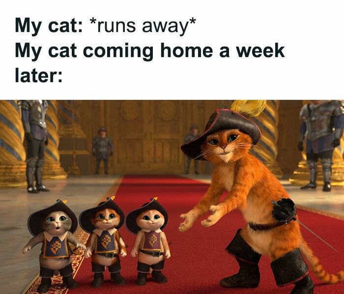 30 Awesome Cat Memes To Look At 
