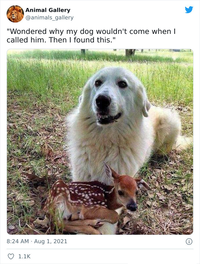 30 Heartwarming Wholesome Memes You Will Absolutely Love